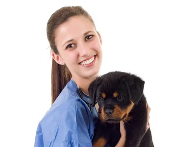 Gezondheid rottweiler