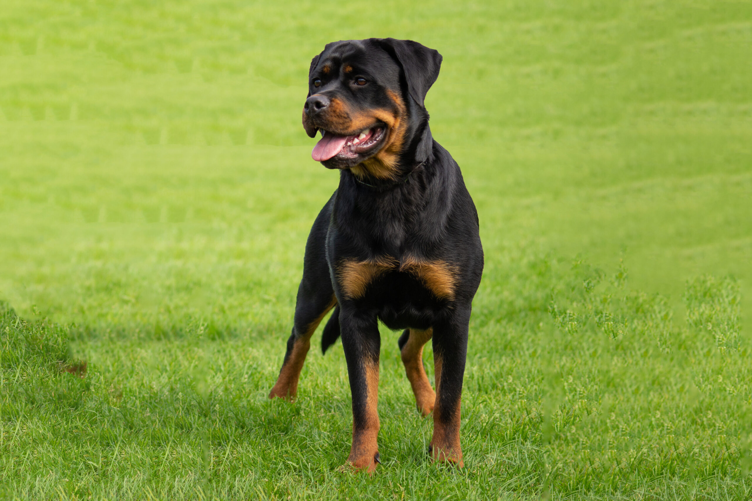 Rottweiler Tokyo Rummen -2021