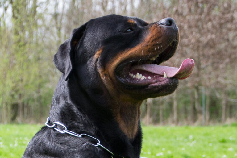 Rottweiler Vegas Head