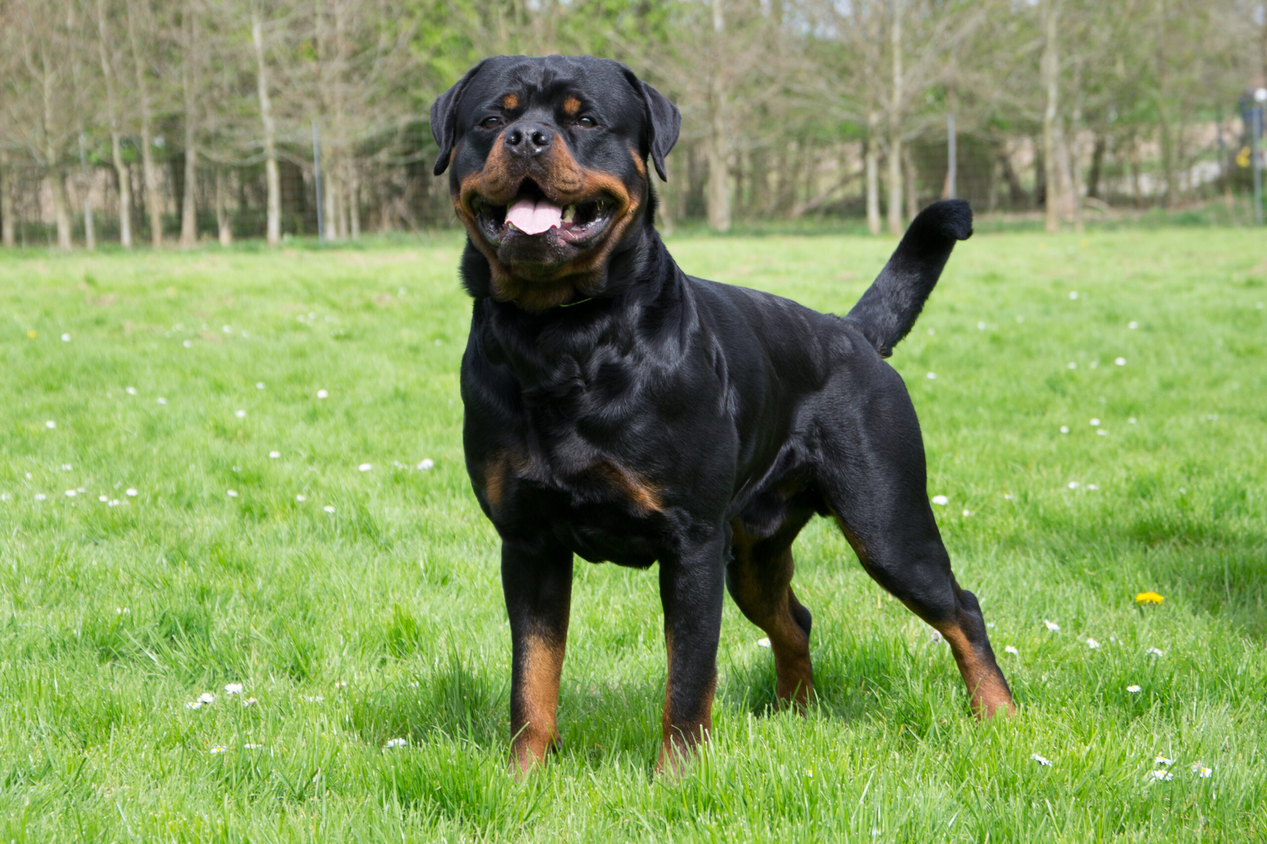 Rottweiler Vegas