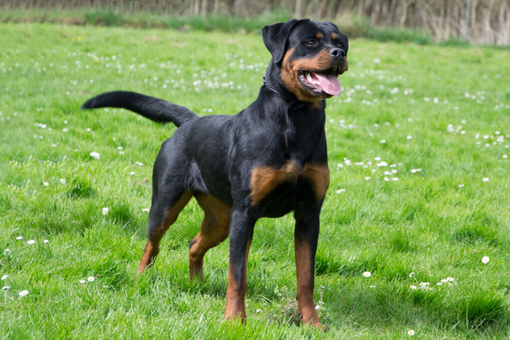 Rottweiler Wuxi