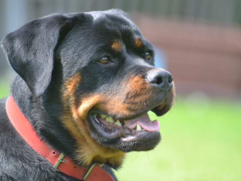 rottweiler Tokyo VHL Head