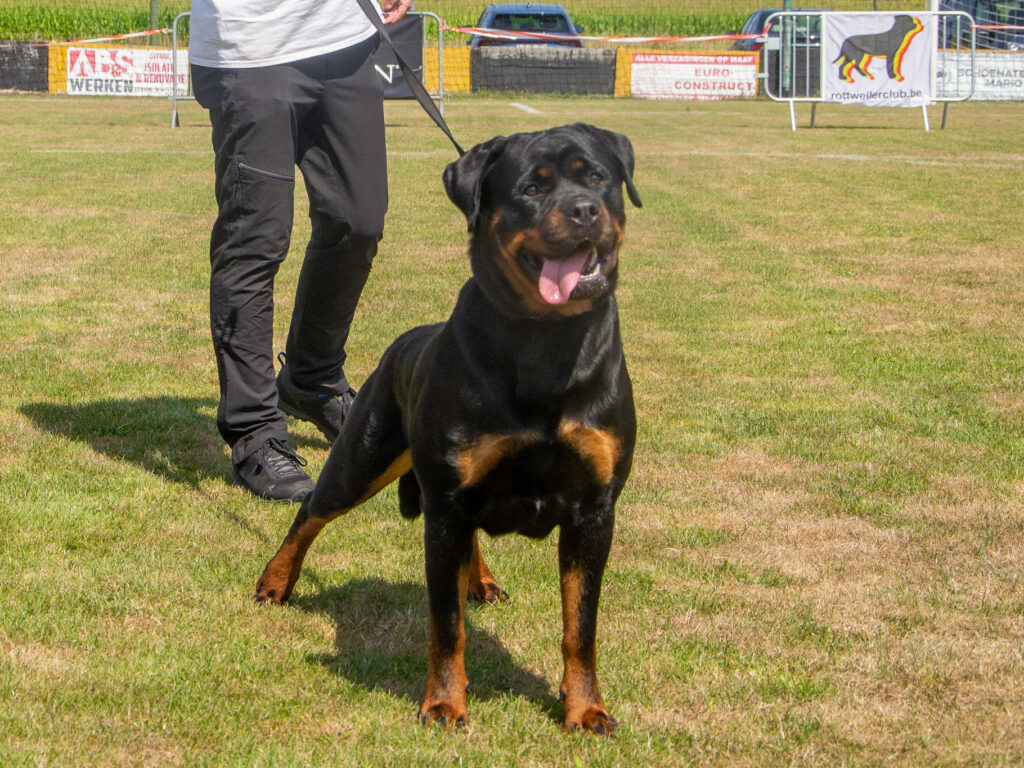 rottweiler Tokyo VHL Show 2022