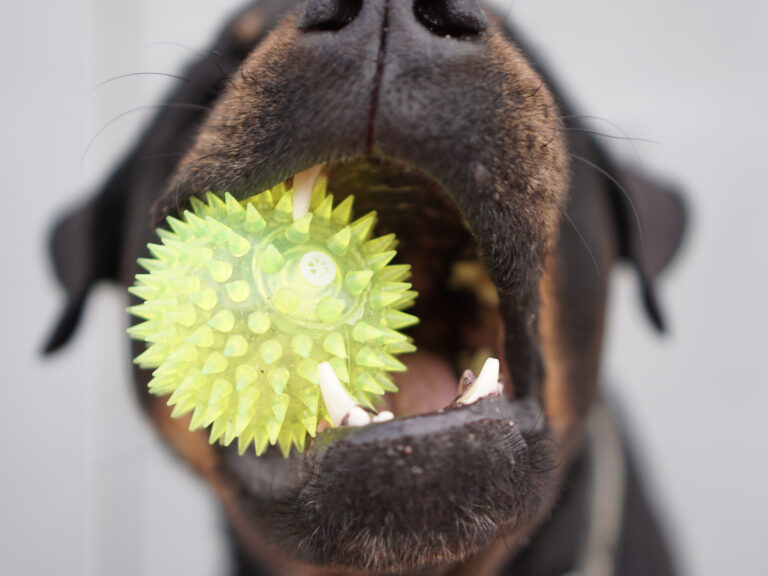 rottweiler ball