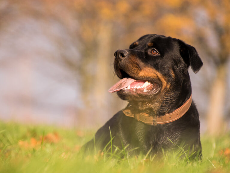 rottweiler gras