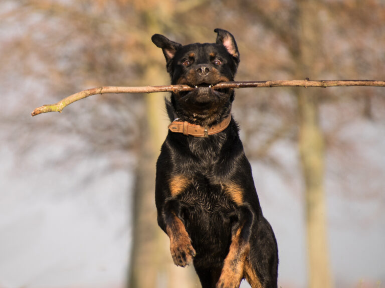 rottweiler stok