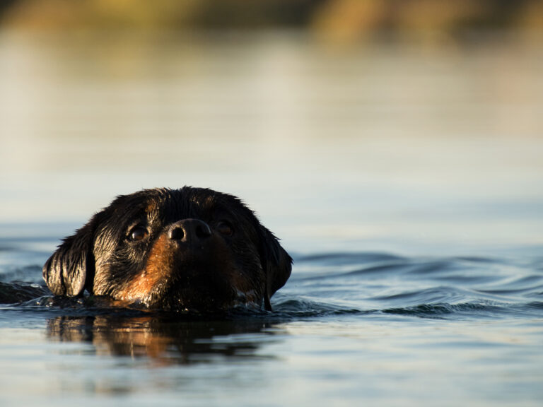 rottweiler zwemmen