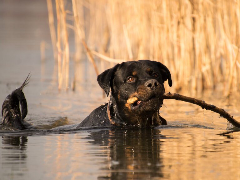 rottweiler zwemmen stok